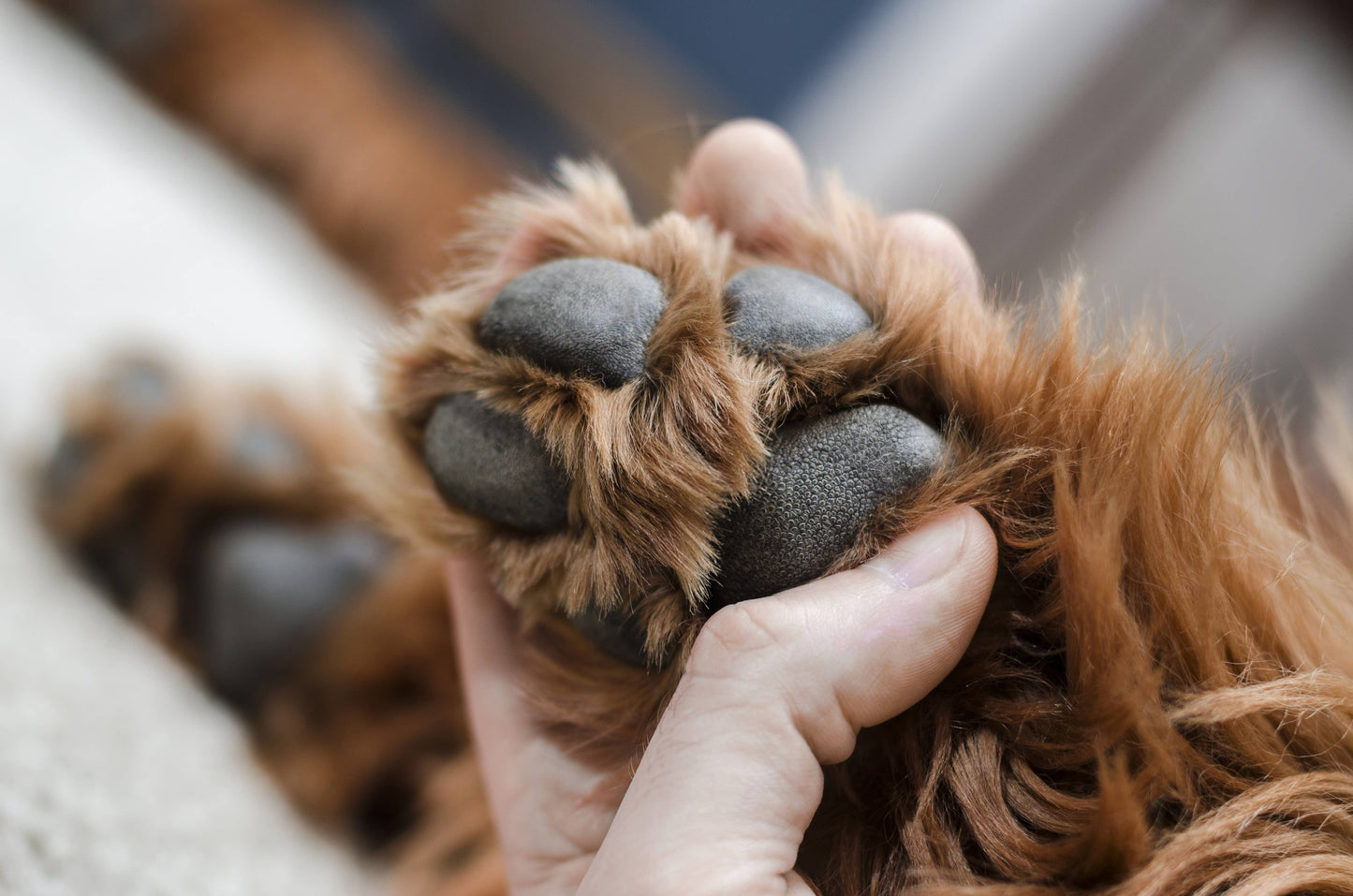 Hundepfotenbalsam Pawfection 50g